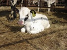 A tagged calf