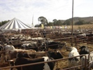 Auction cows