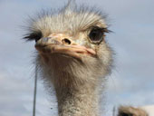 Ostrich ID