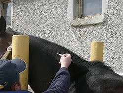 Microchip Implant into a horse