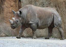 Rhino in its environment