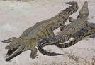 Crocodile Identification