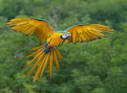 Amazon Macaw